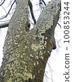 Platanus, early springtime outdoors, Zagreb, Croatia 100853244