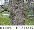 Davidia involucrata, early springtime outdoors, Zagreb 100853245