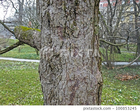 Davidia involucrata, early springtime outdoors, Zagreb Davidia involucrata, early springtime outdoors, Zagreb 100853245
