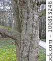 Davidia involucrata, early springtime outdoors, Zagreb 100853246