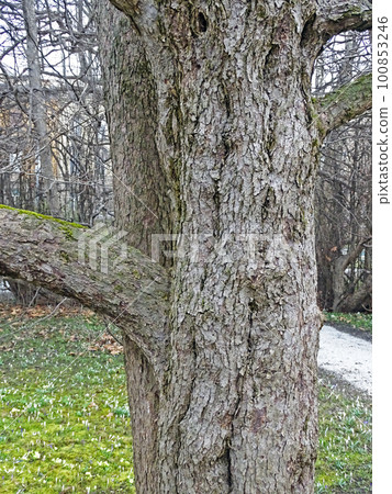 Davidia involucrata, early springtime outdoors, Zagreb Davidia involucrata, early springtime outdoors, Zagreb 100853246