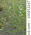 Snowdrops, early springtime outdoors, Zagreb, Croatia 100853247