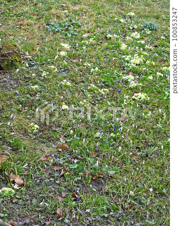 Snowdrops, early springtime outdoors, Zagreb, Croatia Snowdrops, early springtime outdoors, Zagreb, Croatia 100853247