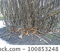 Parrotia persica, early springtime outdoors, Zagreb, Croatia 100853248