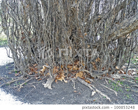 Parrotia persica, early springtime outdoors, Zagreb, Croatia Parrotia persica, early springtime outdoors, Zagreb, Croatia 100853248