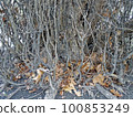 Parrotia persica, early springtime outdoors, Zagreb, Croatia 100853249