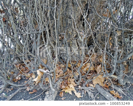 Parrotia persica, early springtime outdoors, Zagreb, Croatia Parrotia persica, early springtime outdoors, Zagreb, Croatia 100853249