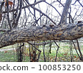 Parrotia persica, early springtime outdoors, Zagreb, Croatia 100853250