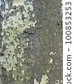 Platanus, early springtime outdoors, Zagreb, Croatia 100853253