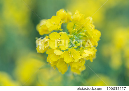 油菜花沐浴春光 100853257