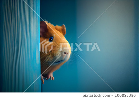 Little red and white guinea Little red and white guinea 100853386