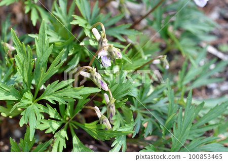 白花 白花 100853465