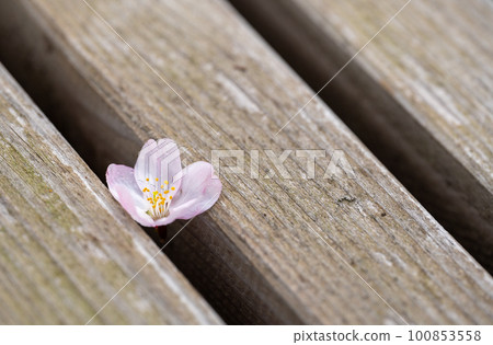 Cherry petals scattered on the bench Cherry petals scattered on the bench 100853558