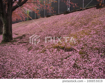 Sakurazaka Cherry blossoms scattered on the ground are like a carpet of cherry blossoms Taken near the ruins of Tokushima Castle Tokushima tourism Domestic travel Sakurazaka Cherry blossoms scattered on the ground are like a carpet of cherry blossoms Taken near the ruins of Tokushima Castle Tokushima tourism Domestic travel 100853819