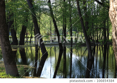 The consequences of flooding in the park, summer nature The consequences of flooding in the park, summer nature 100854384