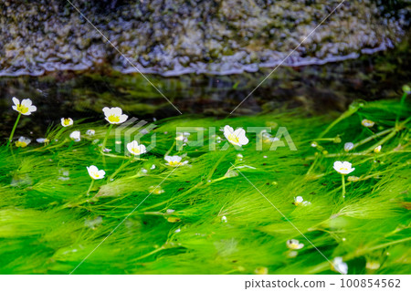White flower of Mei flower algae 100854562