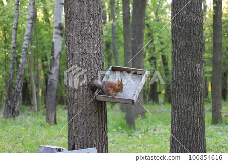 Squirrel eats nuts in the summer forest 100854616