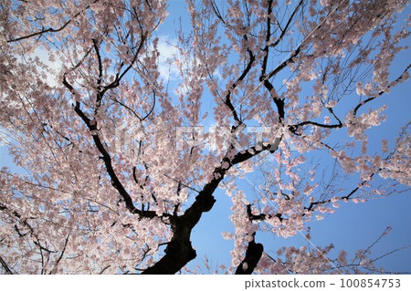 National Assembly Building and Sakura (Some Yoshino) 100854753
