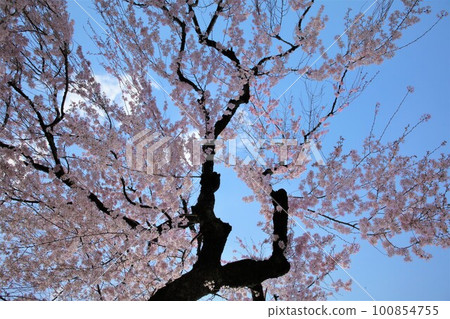Weeping cherry that blooms beautiful pink flowers Weeping cherry that blooms beautiful pink flowers 100854755