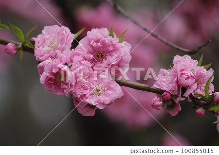 Kawatsuzakura 100855015