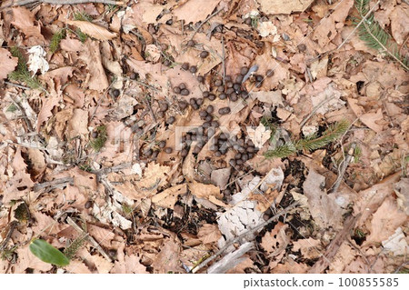 deer poop in the mountains 100855585