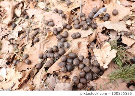 deer poop in the mountains 100855586