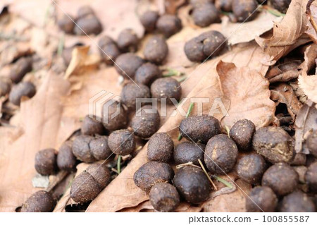 deer poop in the mountains 100855587