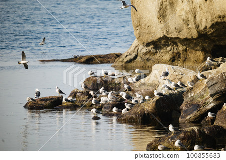 A flock of seagulls in Shakotan, Hokkaido A flock of seagulls in Shakotan, Hokkaido 100855683