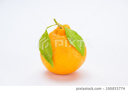 帶葉子的柑橘 100855774