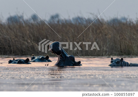Submerged hippotamus in the Okavango Delta Submerged hippotamus in the Okavango Delta 100855897