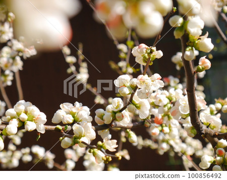 Blooming flowers in full bloom 100856492