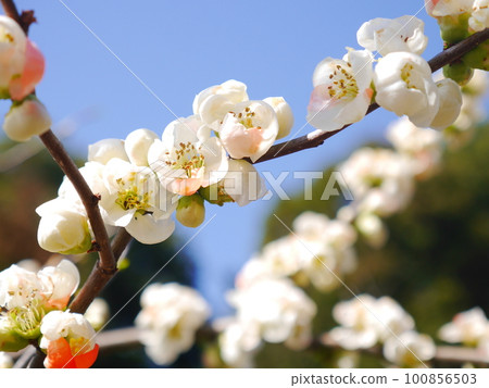 Blooming flowers in full bloom Blooming flowers in full bloom 100856503