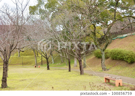 landscape of tree and grass field in garden on Japan 100856759