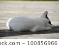 A cat to take a nap 100856966