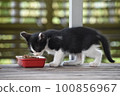 Kitten to eat food 100856967