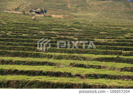 An old cottage in the middle of a rice terraces field in Ha giang Vietnam showing the candid daily life, cottagecore, sustainable rural life and slow living 100857204