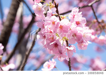 川藏櫻在蔚藍的天空 川藏櫻在蔚藍的天空 100858048