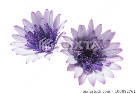 Osteospermum isolated 100858761