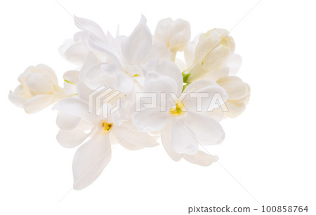 lilac flower isolated lilac flower isolated 100858764