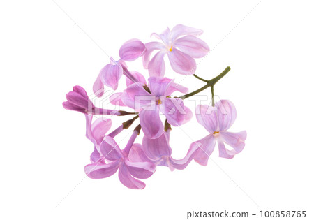 lilac flower isolated 100858765
