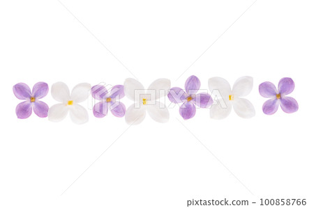 lilac flower isolated 100858766