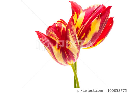 tulip flower isolated tulip flower isolated 100858775