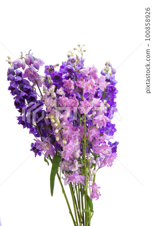 delphinium flower isolated delphinium flower isolated 100858926
