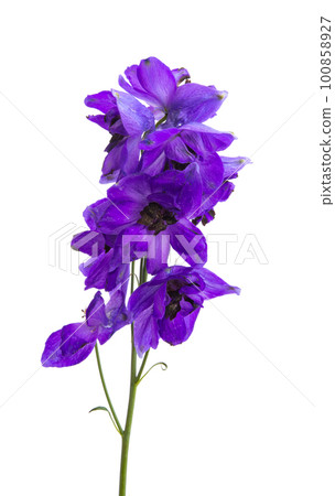 delphinium flower isolated delphinium flower isolated 100858927