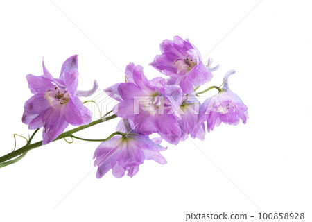 delphinium flower isolated 100858928