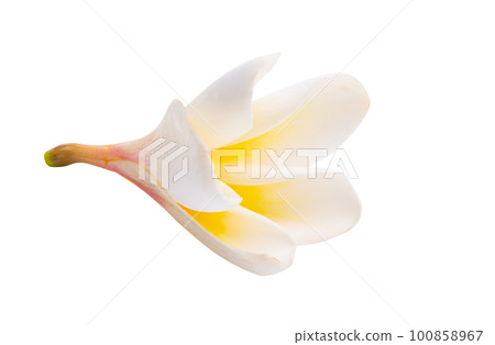 frangipani flower isolated 100858967