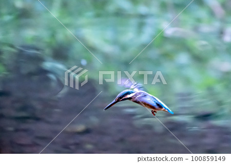 尋找獵物的美麗的翠鳥 100859149