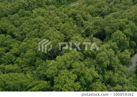 Mangroves forest aerial top view mud coast 100859162