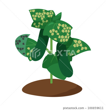 霜霉病黃瓜苗圖解 霜霉病黃瓜苗圖解 100859611