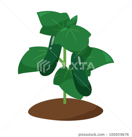 illustration of healthy cucumber seedlings 100859676
